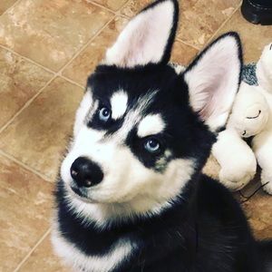 Meet your Posher, Yerimi